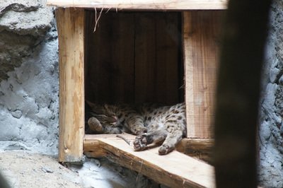 Леопардовая кошка поселилась в Тайбэйском зоопарке
