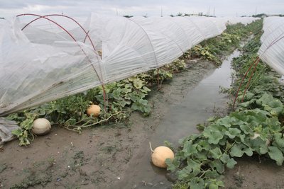 Сельское хозяйство понесло потери в результате  продолжительных ливней