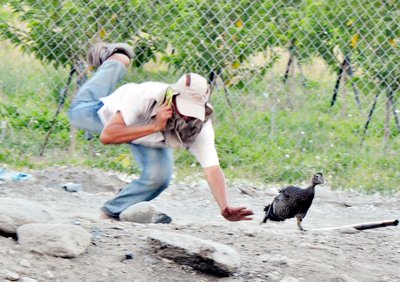 На юге Тайваня отмечены вспышки птичьего гриппа