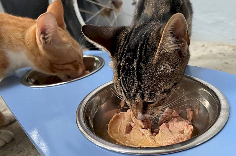 На Тайване разработали рецепт кошачьего корма из куколки шелкопряда