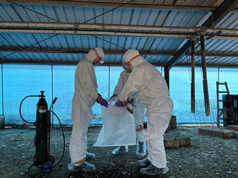 Растёт заболеваемость гриппом H5N1